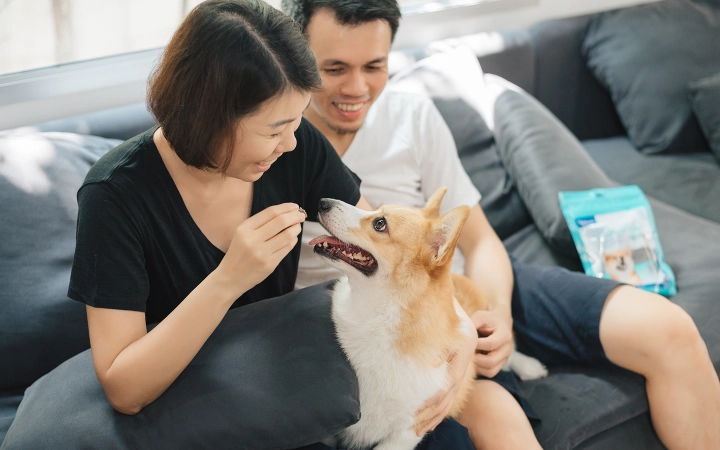 Dog_Veggiedent Fresh_sitting on couch_indoor_with petowners_advice