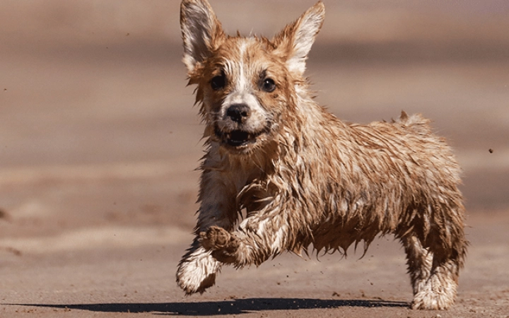 leishmaniosis-perro-pequeno