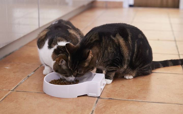 Comida seca para gatos