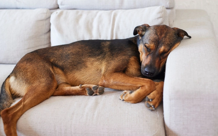 hiperplasia-benigna-protsta-perros-2