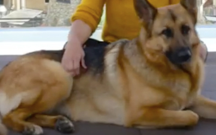 paseando-con-blondi-effitix