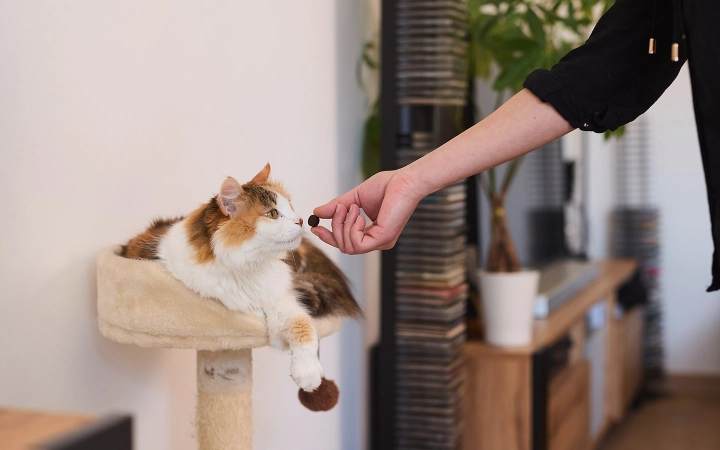 Gatos con problemas digestivos