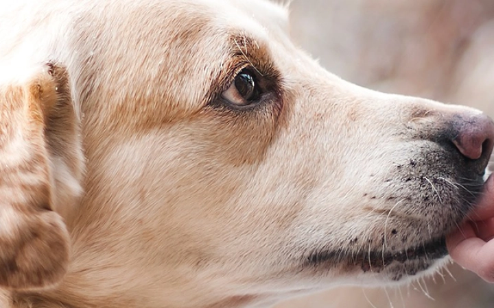 perro-comiendo-pienso