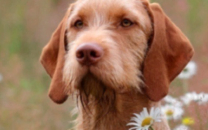 leishmaniosis-en-humanos