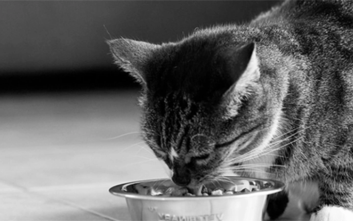 Header_cat_HPM_article-full