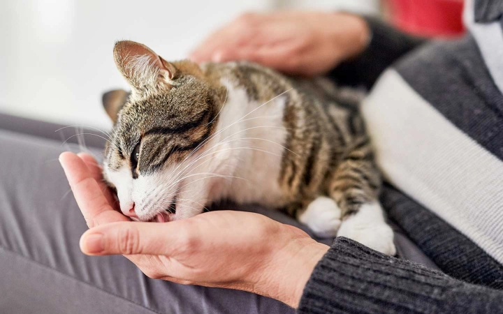 Tabby cat licking a person's hand while resting on their lap indoors.