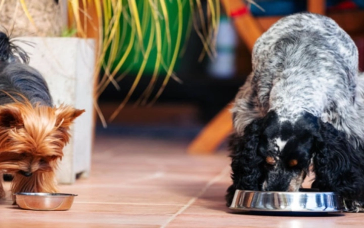 perros-nutricion-dieta