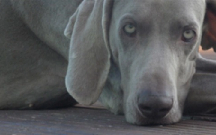 chien---3---1680-x-300-