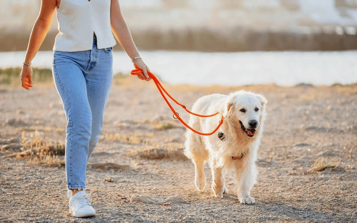 Dog_labrador walking at the beach_outdoor_with petowner_advice