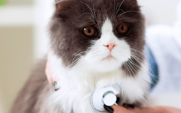 enfermedad_renal_cronica