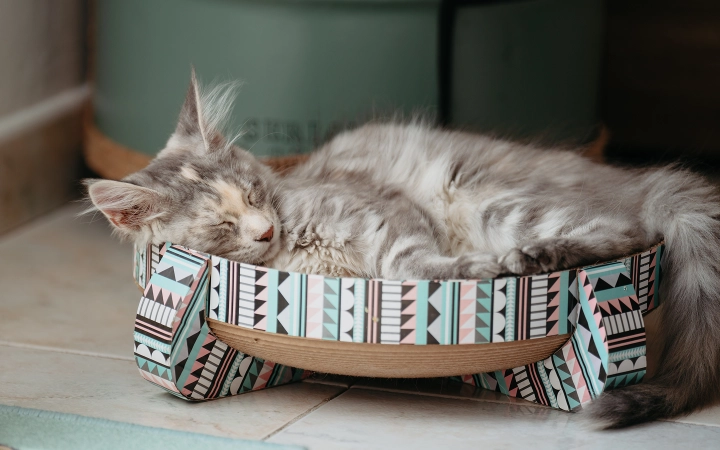 Kitten_sleeping in a basket_indoor_alone_advice