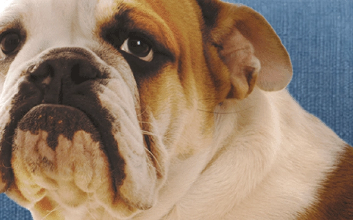 comportamiento_machos