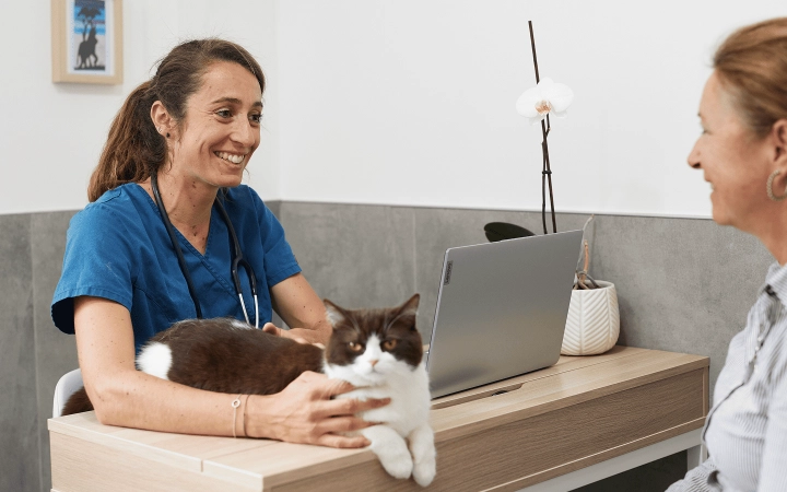 Cat_lying on a desk_clinic_with vet and petowner_advice