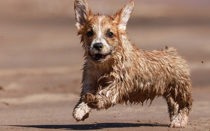 leishmaniosis-perro-pequeno
