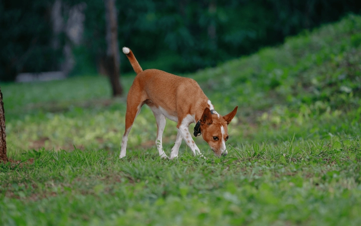 Dog_walking on grass and sniffing_outdoor_alone_advice