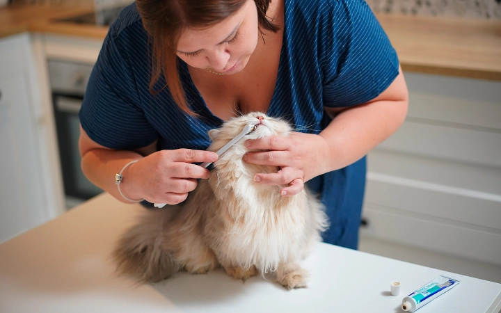 Cepillo de dientes para gatos