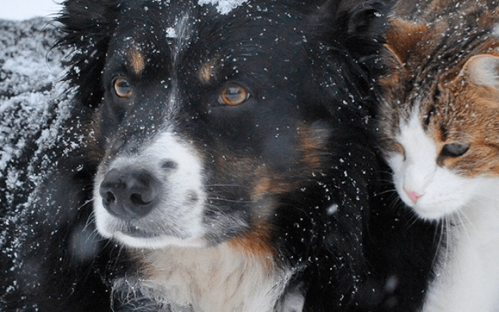 perro-gato-microchip