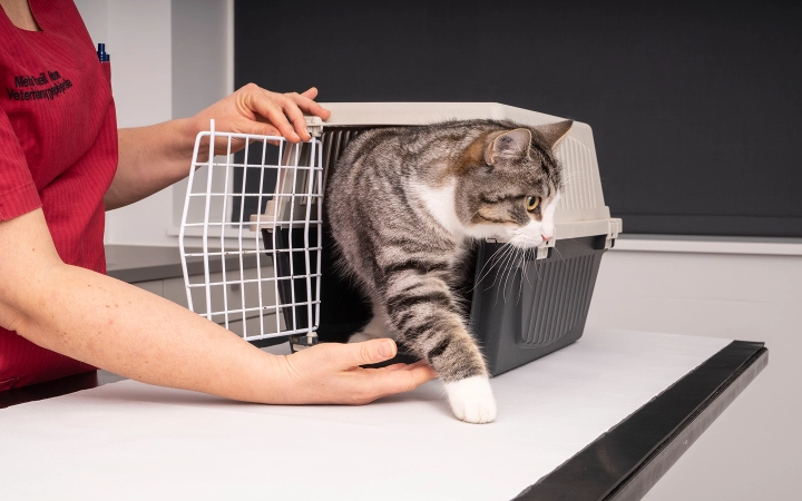 Cat_getting out of its carrier_clinic_with vet_advice
