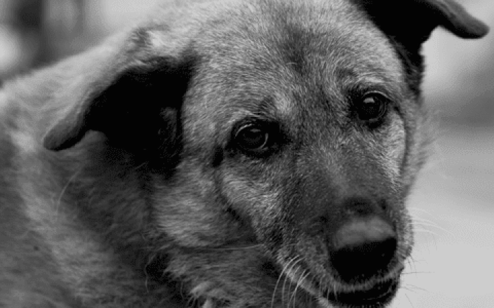 beneficios_adoptar_mascota