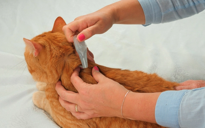 Pipetas para gatos virbac antiparasitarios