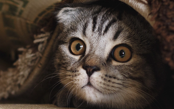 gato_escondido_miedo