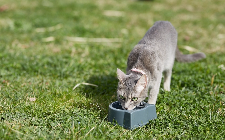 Cat_drinking on grass_outdoor_alone_advice