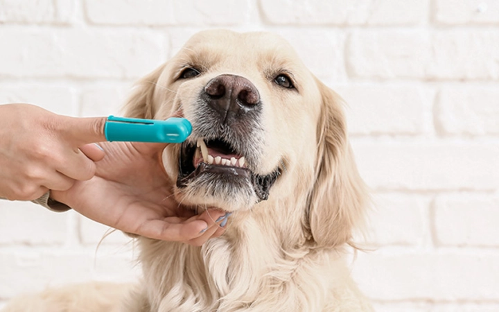 como-cepillar-los-dientes-a-tu-perro