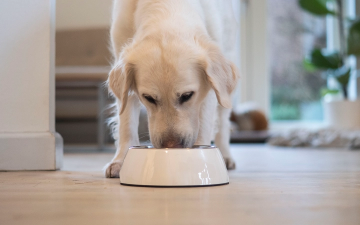 Dog_Labrador eating_indoor_alone_advice