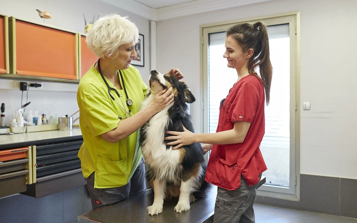 Perros esterilizados