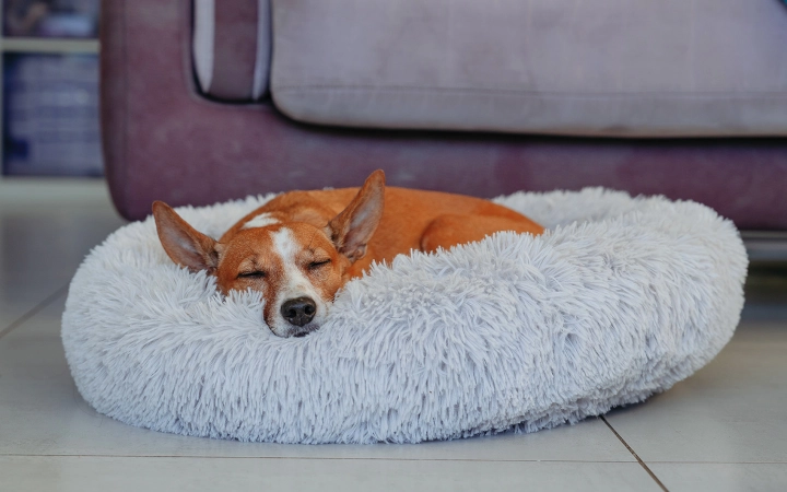 Bióticos para perros