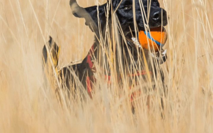 parasitos_perros_gatos