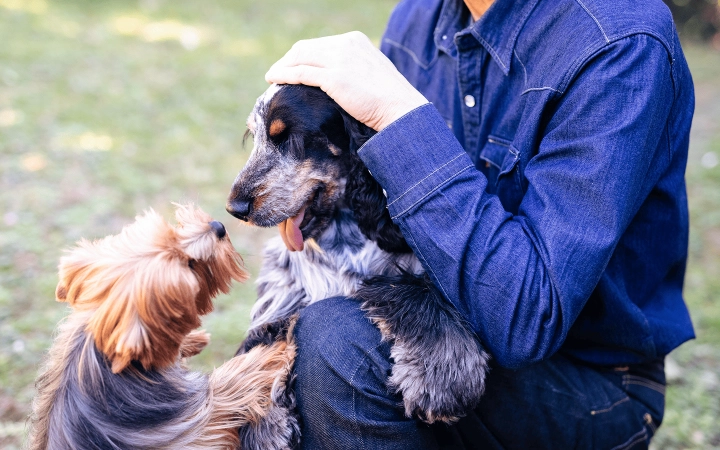 Dogs_Two small dogs interacting_outdoor_with pet owner_advice