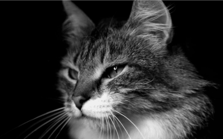 bannière-kj-article