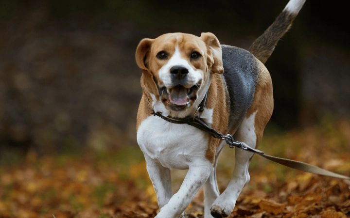 Dog_ running in autumn leaves_outdoor_alone_advice