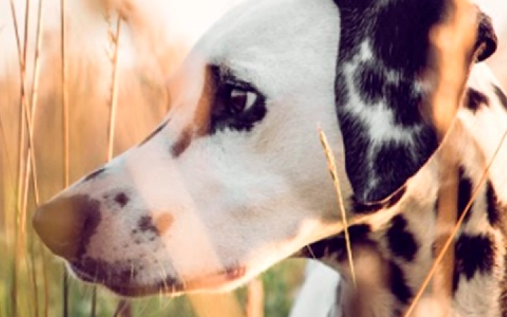 filariosis_gusanos_perros