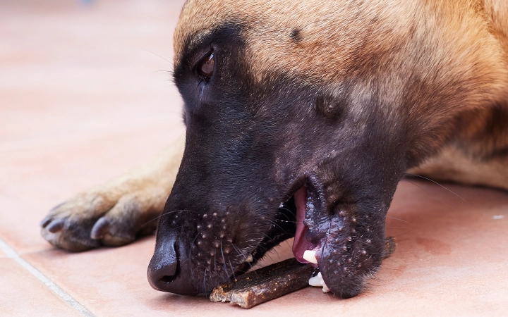 Dog_Veggiedent chew_eating_outdoor_alone_advice