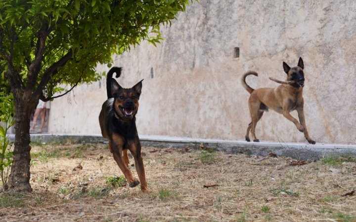 Two dogs running