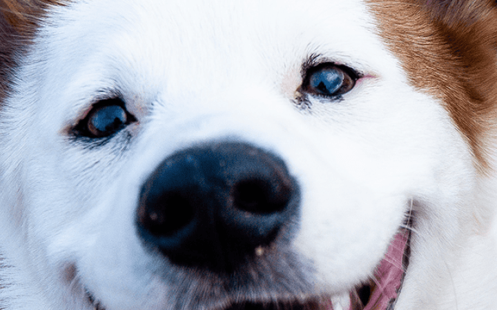 higiene_dental_perros