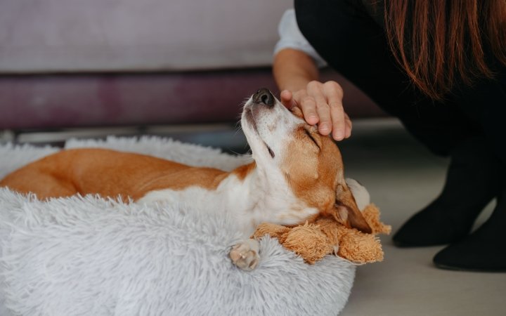Dog relaxing with pet owner