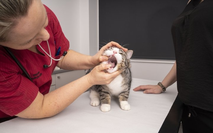 Cat with vet - dental