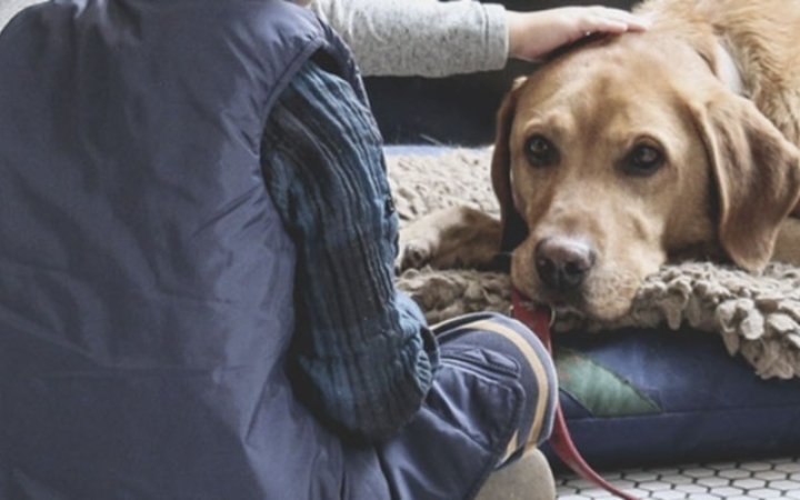 terapia_perros
