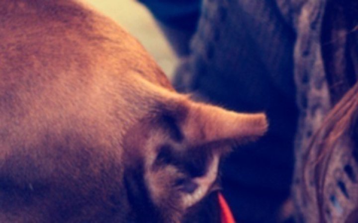 diagnostico-leishmaniosis-canina-01b