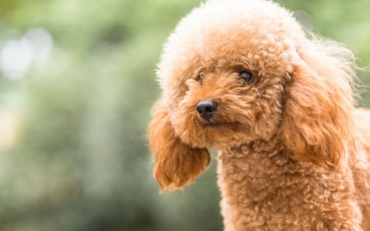 toypoodle-dog-pictures