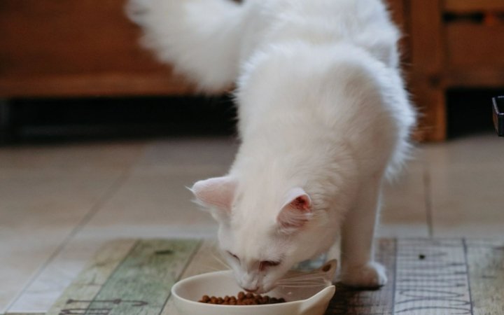 White fluffy cat eating dry kibble from a white bowl on a patterned kitchen floor mat indoors.