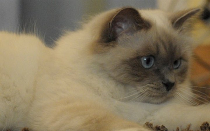 chat---3-1680-x-300-