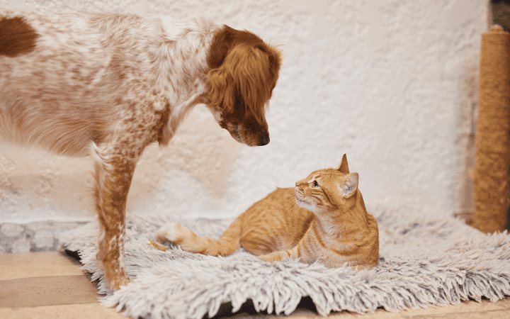 Dog and cat_looking at each other_indoor_alone_advice