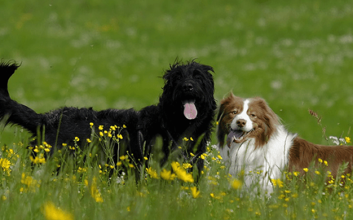 perros