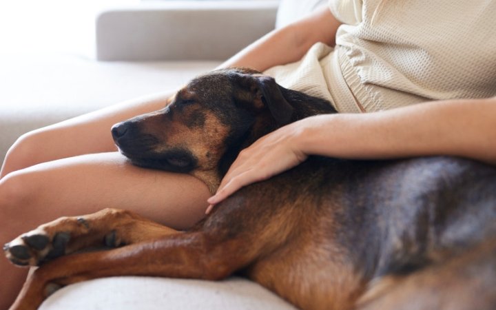Dog sleeping with petowner