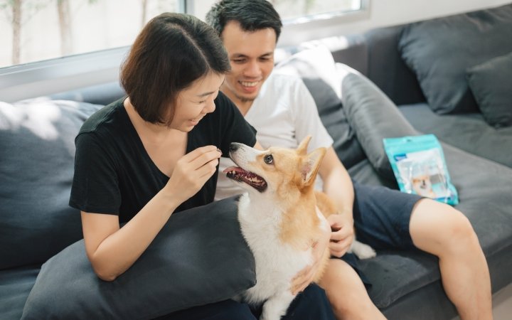 Veggiedent - Dog and Pet owner