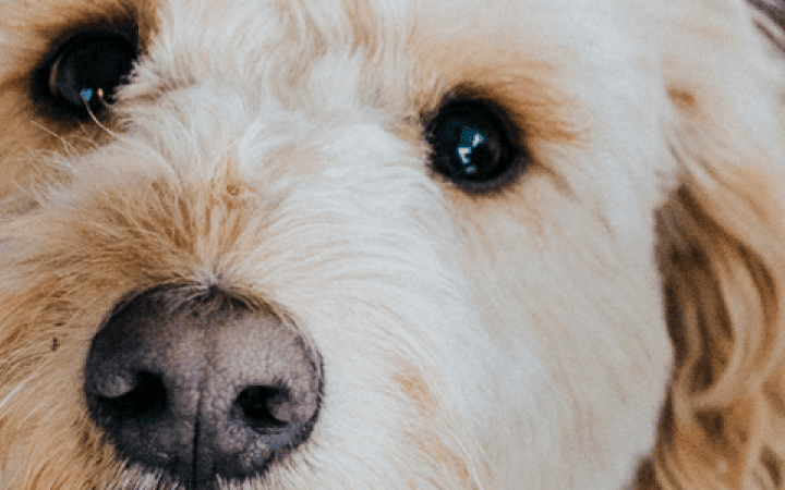perro_ladra